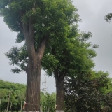 山東國槐種植基地出售12公分一60公分國槐樹