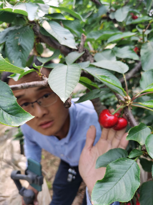 意大利早红樱桃苗