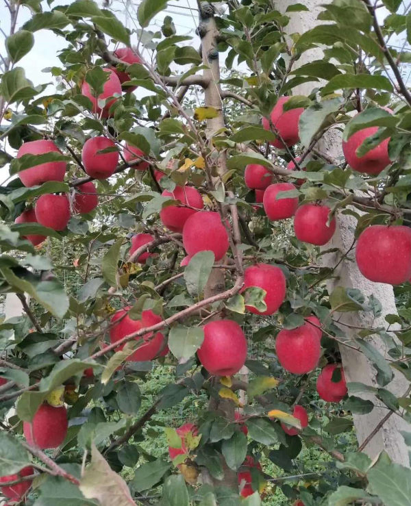 红思尼可苹果树苗