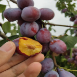 批發(fā)李子樹(shù)苗 種植西梅李子苗 求購(gòu)果樹(shù)苗 到田駿園藝場(chǎng)