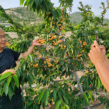 马什哈德樱桃苗价格怎么样 晚熟大樱桃苗供应基地