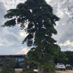 进口日本罗汉松哪里有卖？福建日本罗汉松造型基地