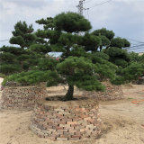 進口黑松造型景觀樹 福建進口黑松培育基地