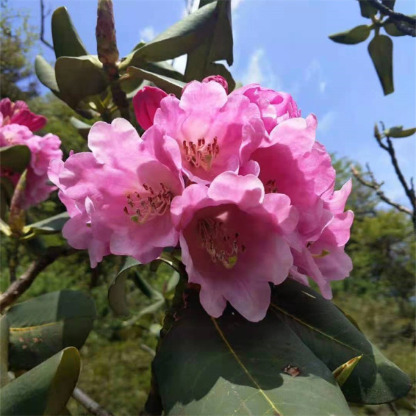 高山杜鹃