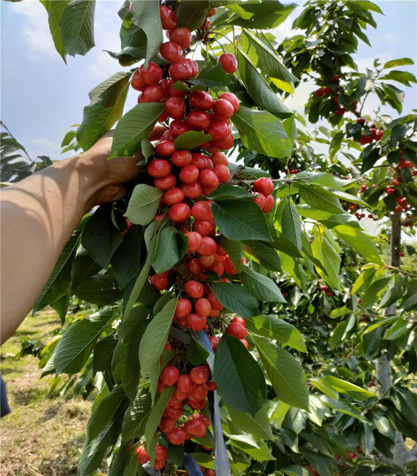 大櫻桃樹苗