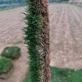 馬尼拉草皮價格 江蘇馬尼拉草坪基地