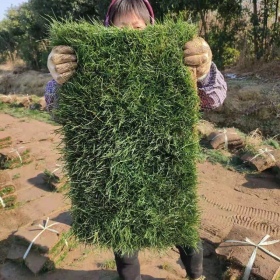 江苏果岭草草坪价格 果岭草批发销售