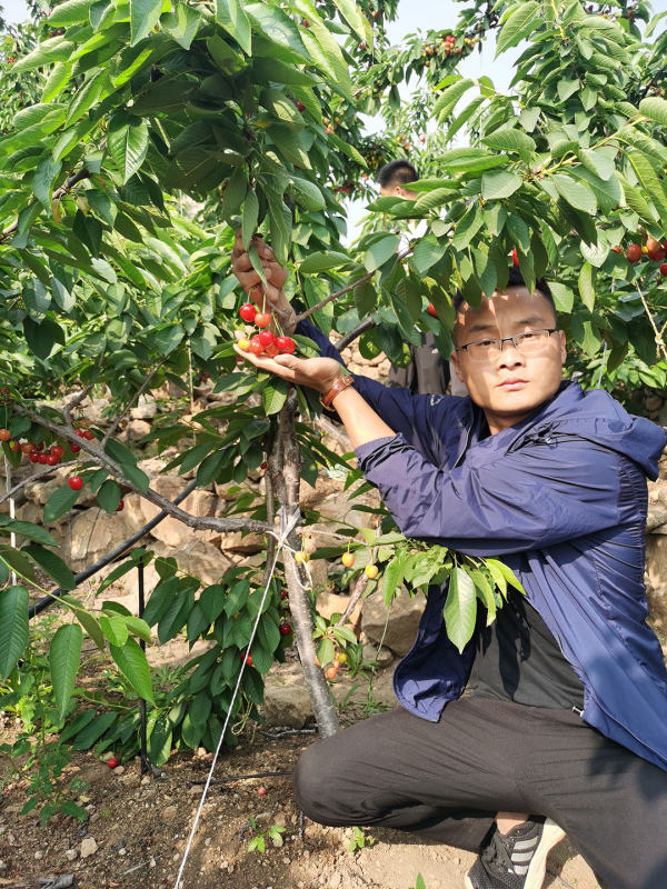 吉塞拉小苗