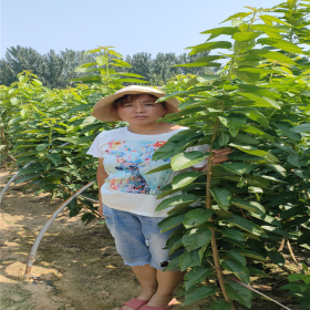 山东樱桃树苗基地 一根棍樱桃树苗基地 矮化樱桃苗基地