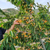 黃果櫻桃苗哪里有 1-5輝煌櫻桃苗批發(fā)價格