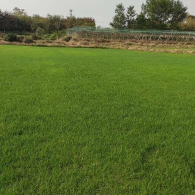 黑麦草草皮价格 江苏黑麦草草坪基地