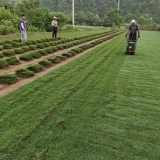 江蘇天堂草坪價格 天堂草坪多少錢一平方