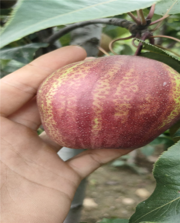 梨樹(shù)苗種植基地