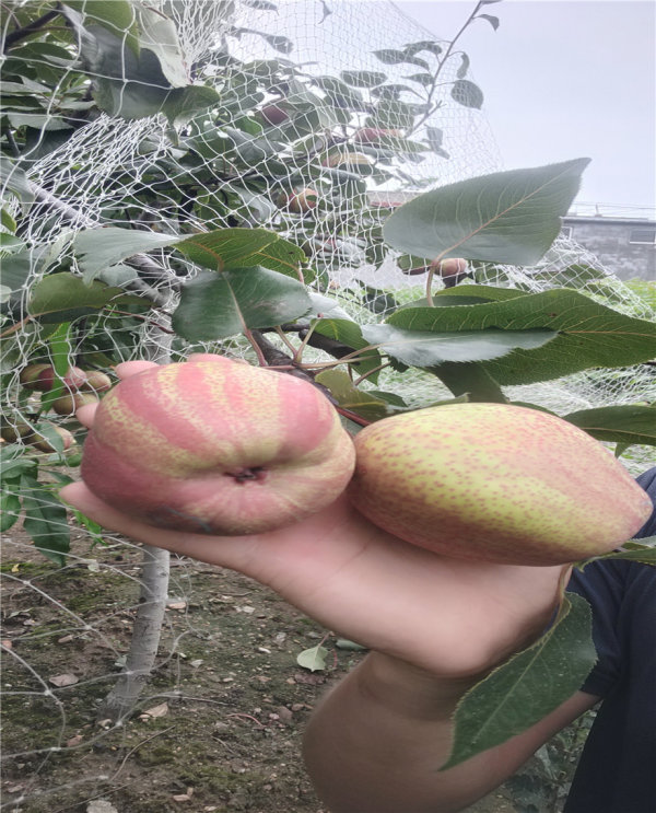 梨樹(shù)苗種植基地