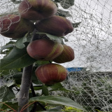 哪里有梨樹苗賣  梨苗價(jià)格  梨樹種植技術(shù)管理