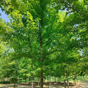 12公分紅楓價格 山東紅楓多少錢一棵