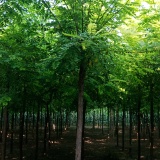 河北保定刺槐苗木种植基地 河北优质刺槐还能红火几年