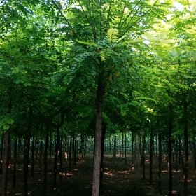 河北保定刺槐苗木種植基地 河北優(yōu)質(zhì)刺槐還能紅火幾年