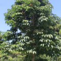 七葉樹供應(yīng)大喬木七葉樹苗圃直供陜西七葉樹產(chǎn)地銷售8-15厘米