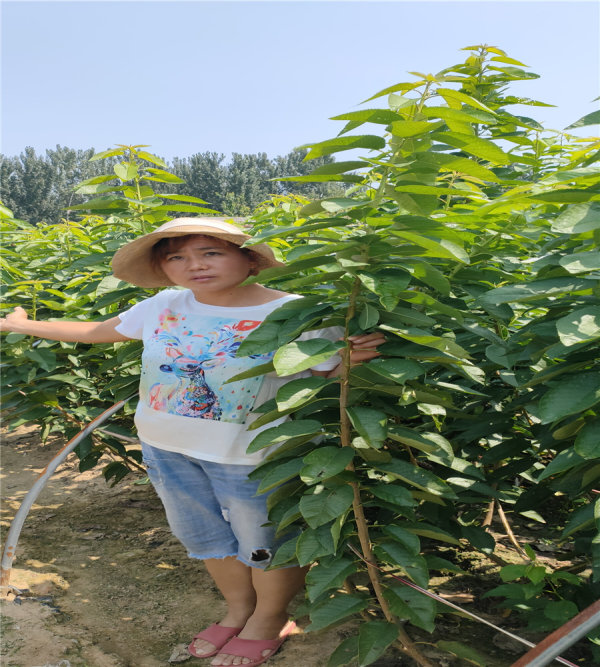 櫻桃樹苗建園