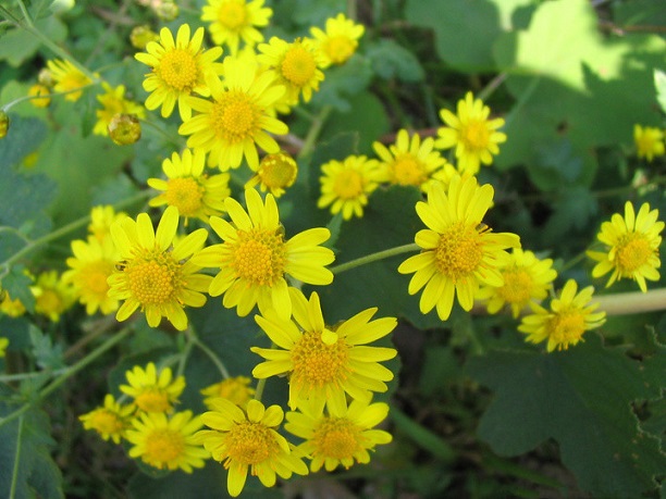 野菊花