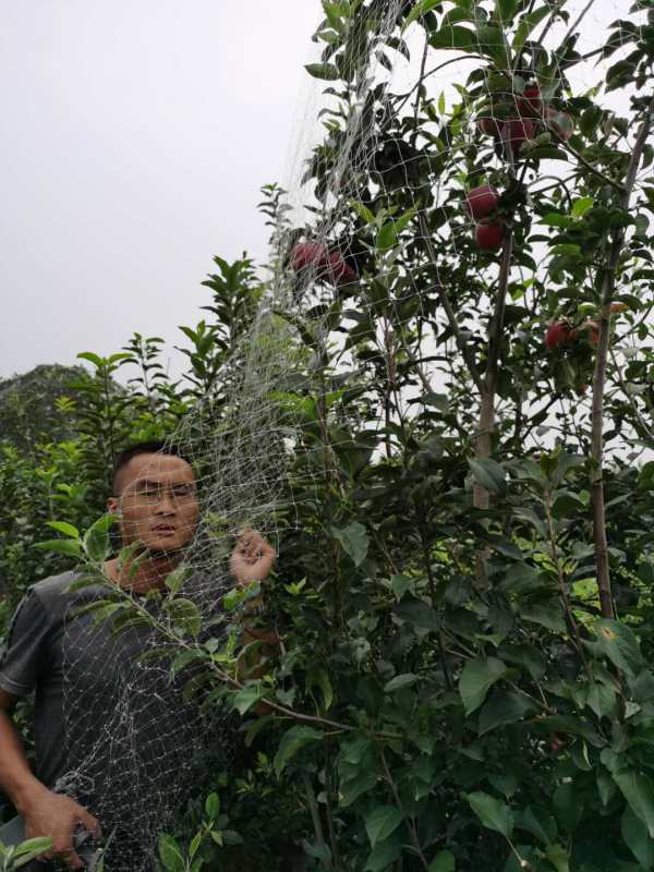 红思尼克苹果树苗