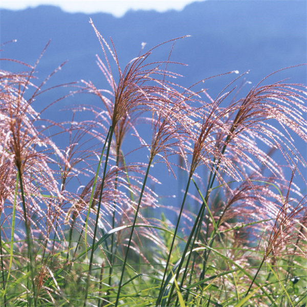 須芒草