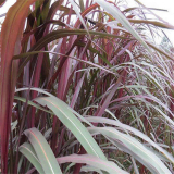 基地供應紫葉象草  美植袋苗 園林工程綠化苗 庭院小區(qū)觀賞