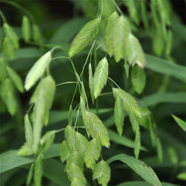 小盼草