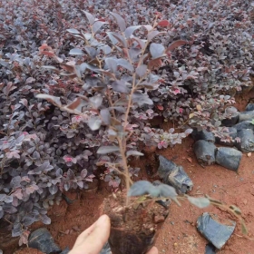 高30~60公分紅花繼木小苗價(jià)格多少錢一棵