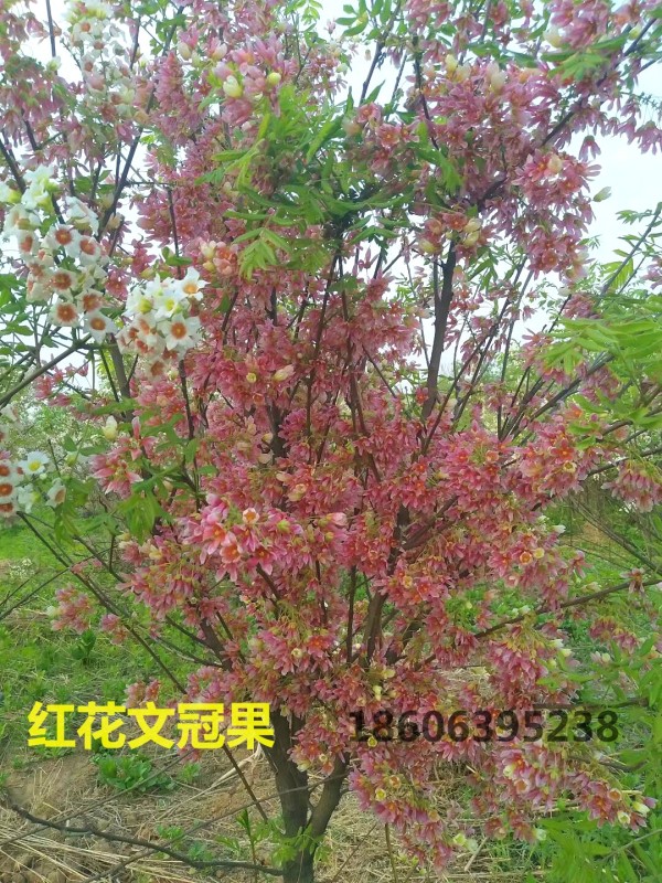 紅花的小文冠果