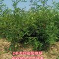 1公分花椒苗价格 2年生大红袍花椒苗产地供应商