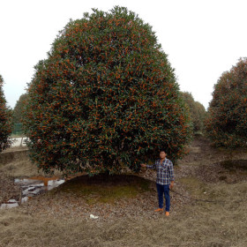 大型桂花树价格（冠幅5米桂花报价）