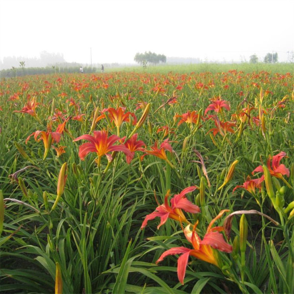 基地批发常绿萱草 多年生球根观赏花卉 绿化工程花坛植物