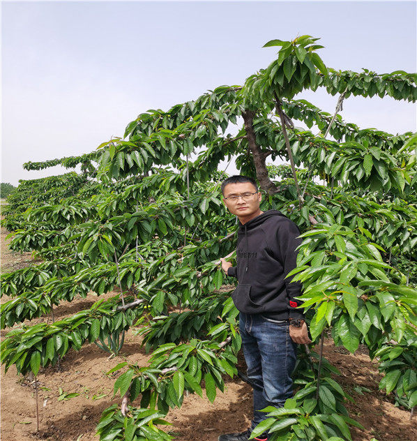 蜜露樱桃树苗