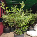 基地出售穗花牡荆 盆苗 加仑苗 庭院小区观赏植物 园林绿化苗