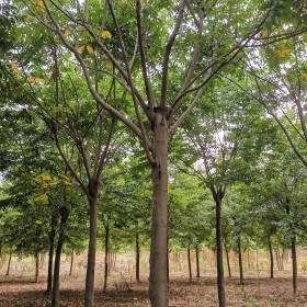 黄山栾价格  黄山栾树种植基地 黄山栾批发供应