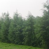 基地出售雪松樹(shù)苗 庭院小區(qū)觀賞植物 園林綠化工程苗