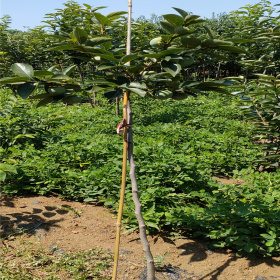 2公分柿子树 2年苹果柿子树苗 脆甜柿子树苗多钱一颗