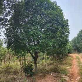 8公分桂花多少钱一棵 湖南桂花树种植基地