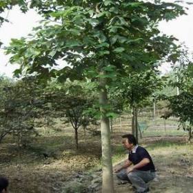 南京马褂木价格（一手货源，基地报价）