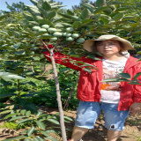 嫁接甜柿子樹(shù)苗 哪里買柿子樹(shù)苗 柿子樹(shù)苗多錢一顆