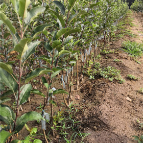 乔化苹果苗种植技术指导，山东苹果苗价格市场价格