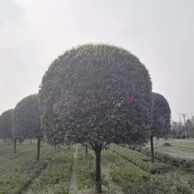 桂花树工程苗，桂花树实时报价，桂花树产地