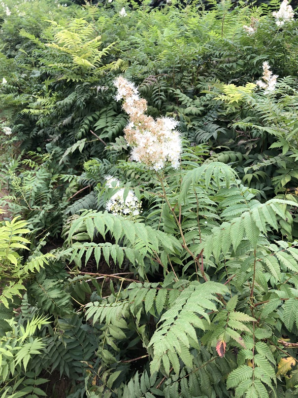 珍珠梅开花