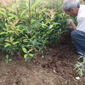 1米高紅葉石楠營養(yǎng)杯苗出售價格