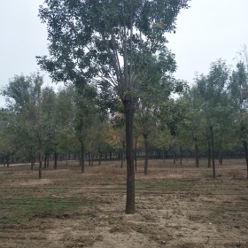 白蜡种植基地出售18公分老白蜡