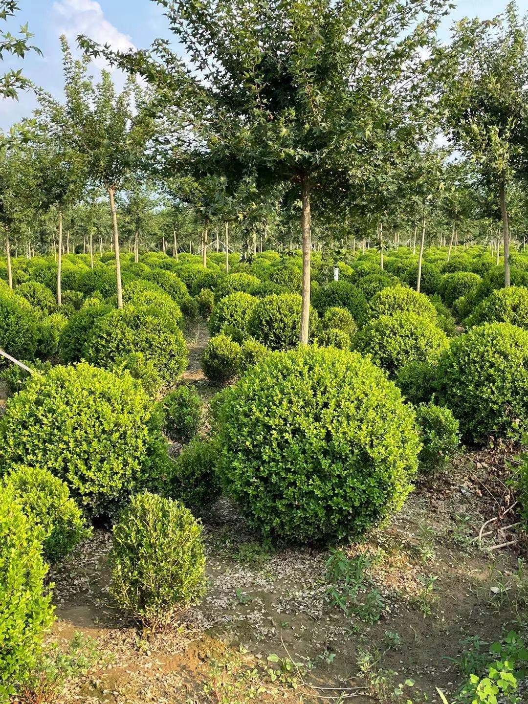 造林之变——新疆从大规模植树造林转向科学绿化