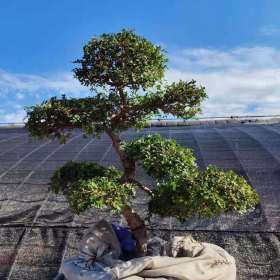 造型优美的榔榆盆景