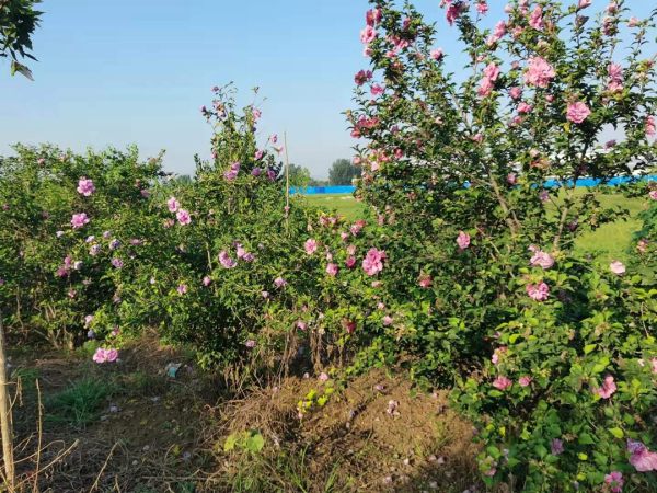 花叶木槿